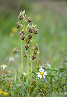 Ophrys bucephala